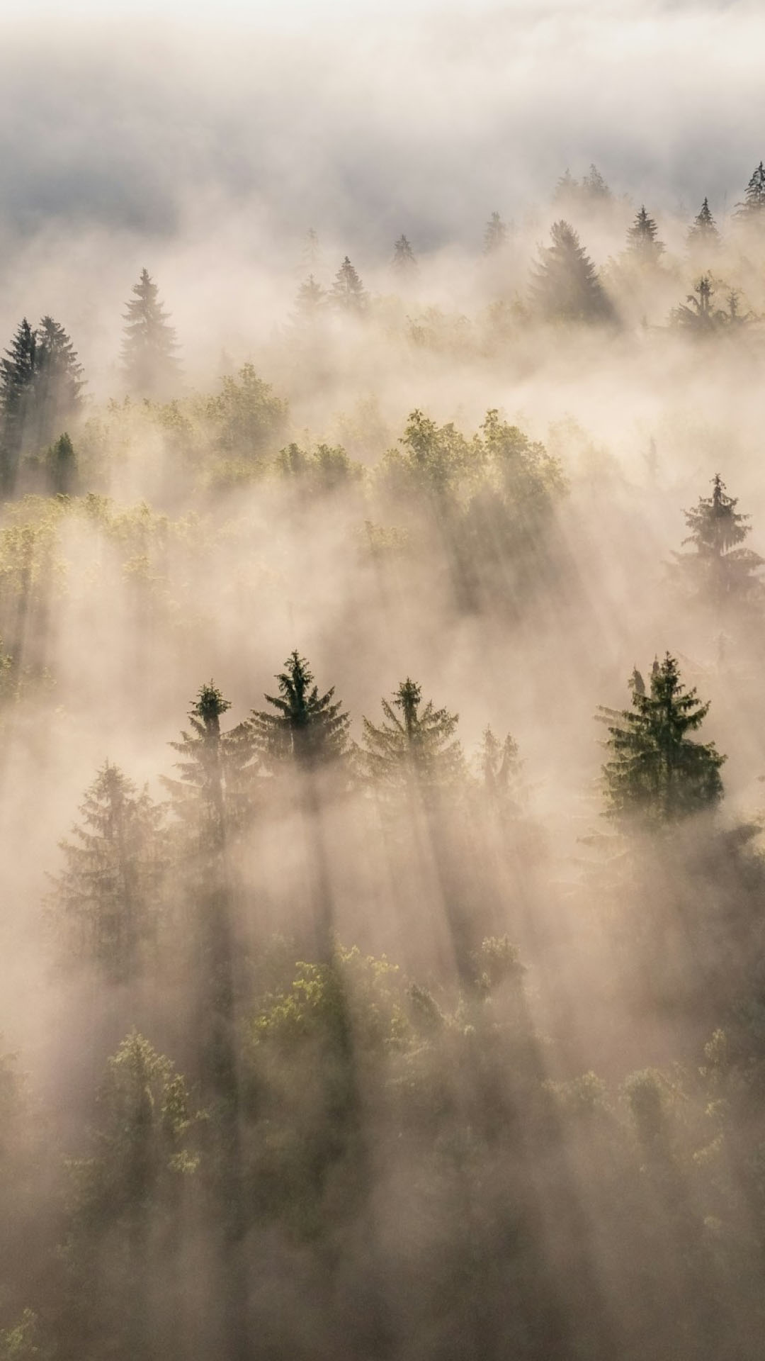 Aerial view of sunbeams streaming through thick morning fog over a green conifer forest.