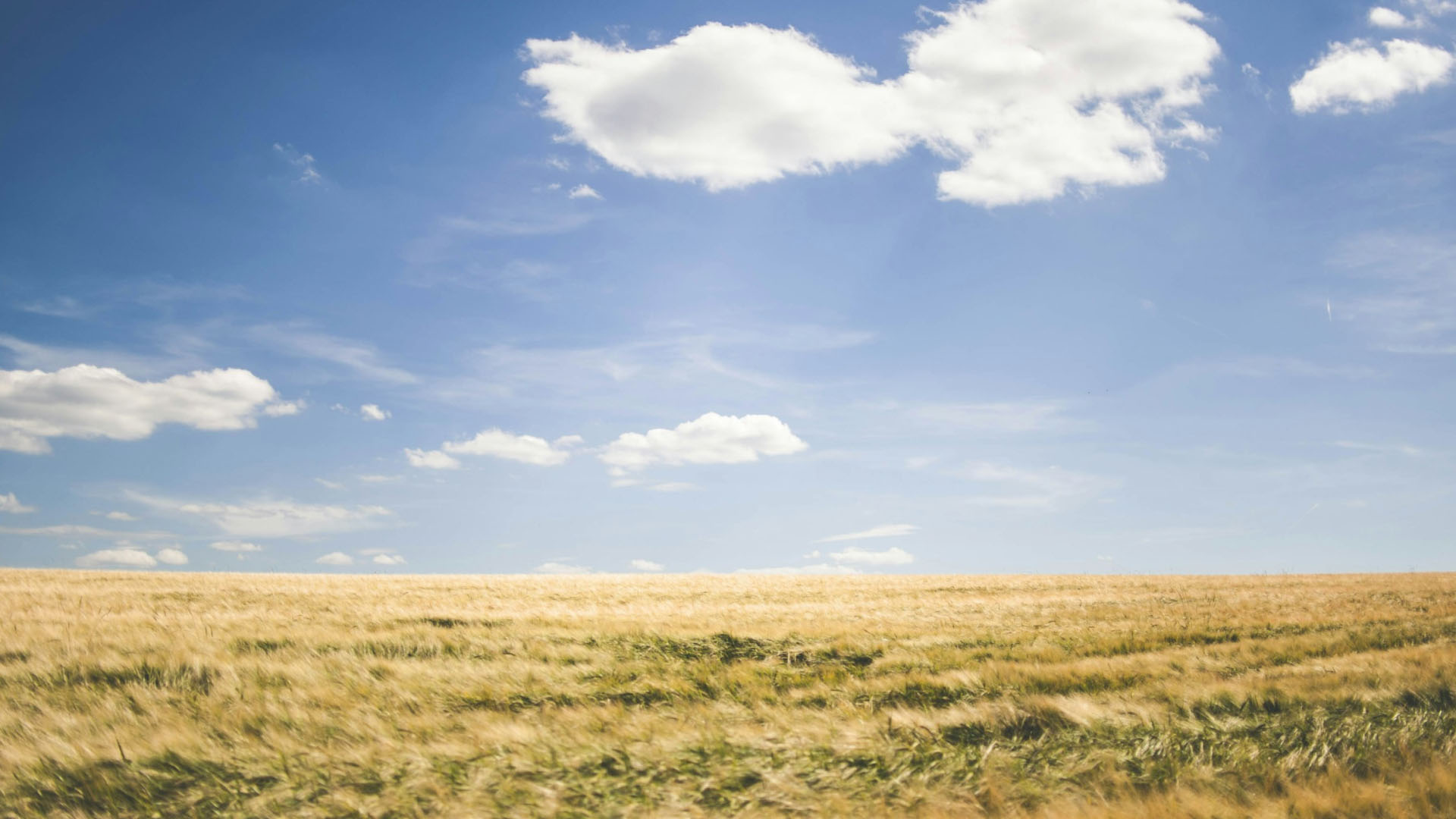 Wind-swept golden grass field beneath a blue sky with scattered white clouds.