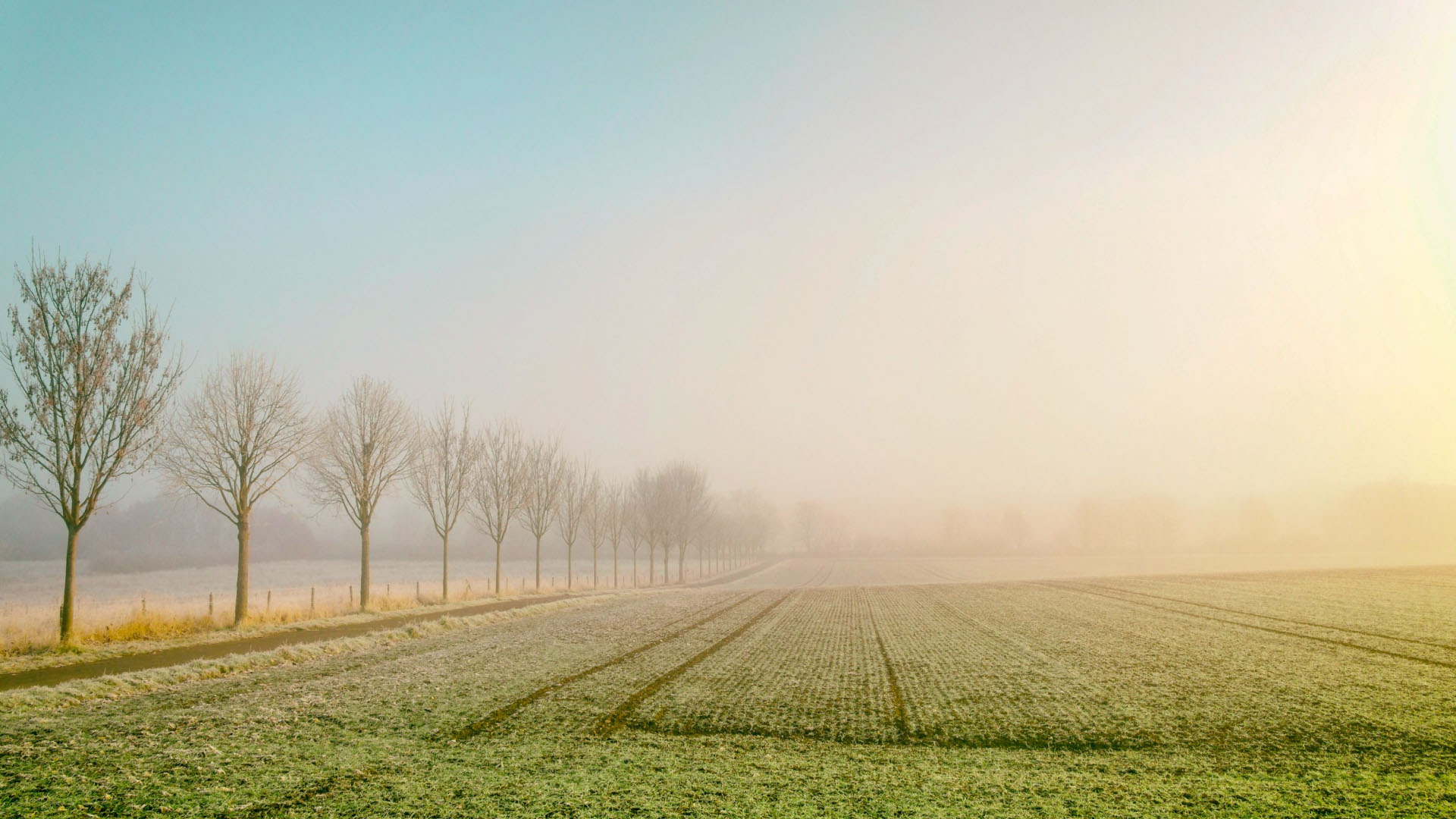 Row of bare trees beside a frosty field in soft morning fog.