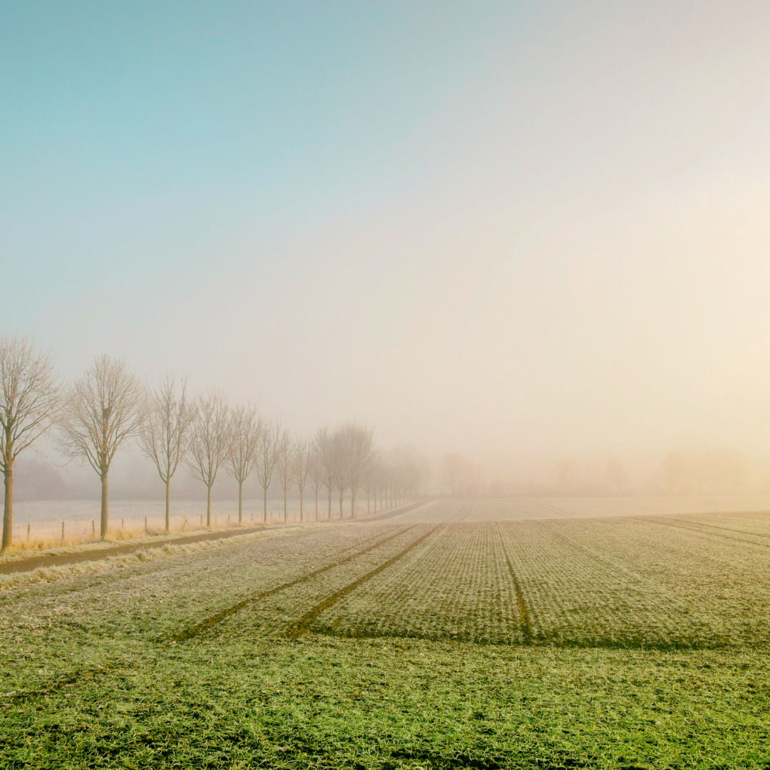 Row of bare trees beside a frosty field in soft morning fog.